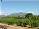 Cape vineyards
